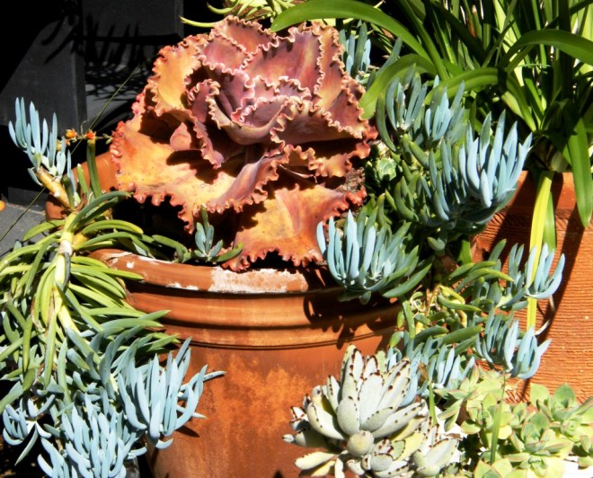 Succulents (2)