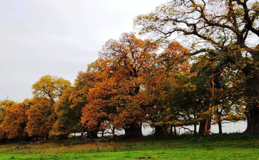 Ancient trees and the Spanish&nbsp;Armada