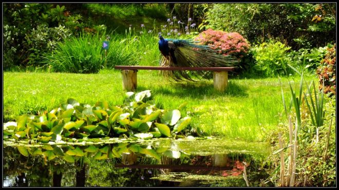 peacock in glenwhan garden