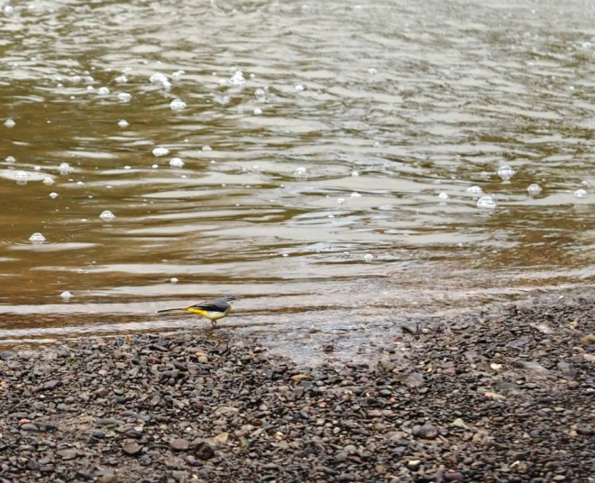 Yellow Wagtail