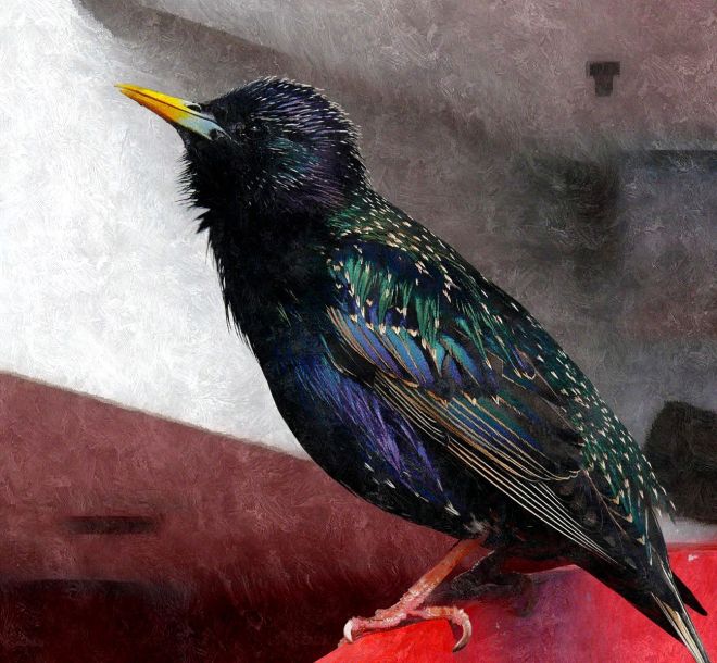 starling