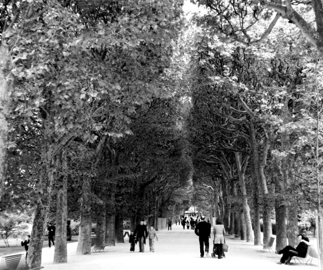 le jardin de plantes b&w