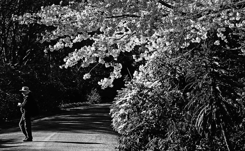 One Photographer in the&nbsp;garden