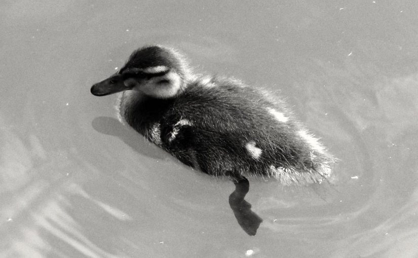 Black and White Sunday:&nbsp;Maternal