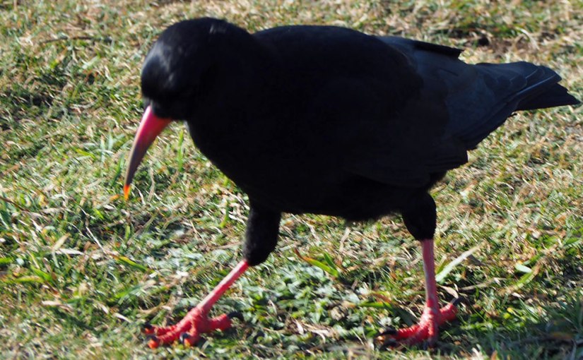 Square September: Pink