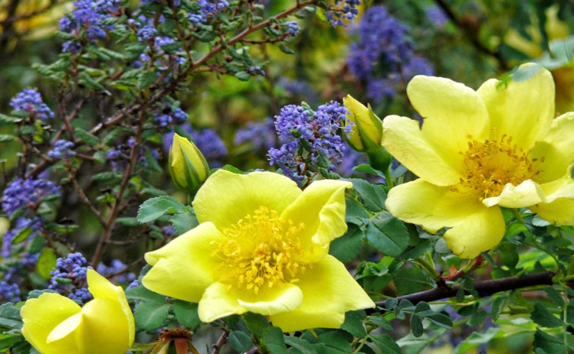 Paris Focus: Jardin des&nbsp;Plantes