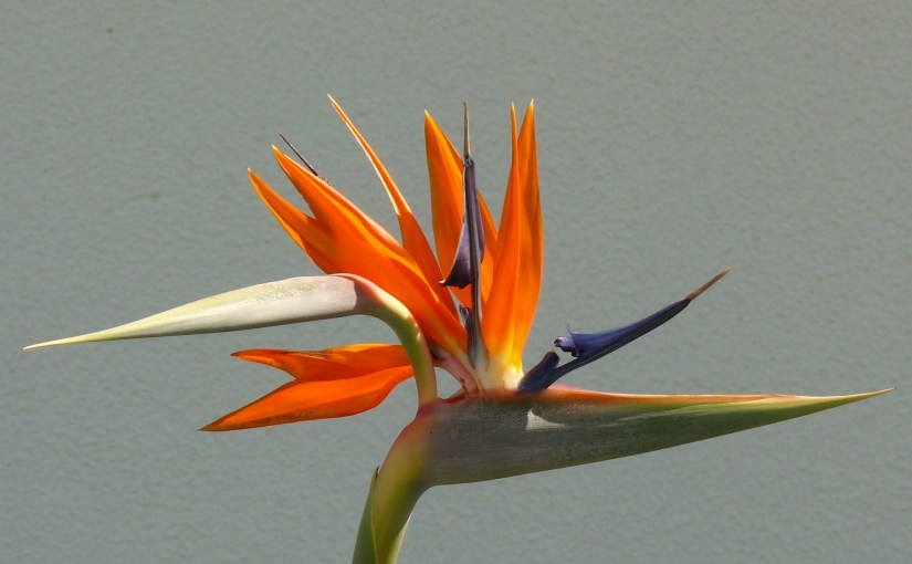 Christmas in a Warm&nbsp;Climate