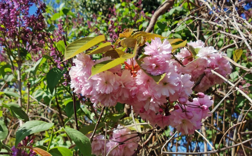 festival of spring&nbsp;#6