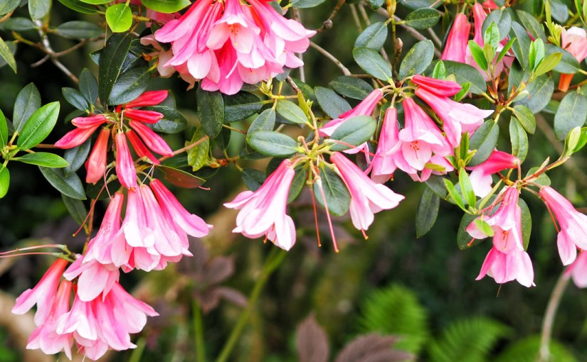 Garden Portrait: The Garden House Part&nbsp;II