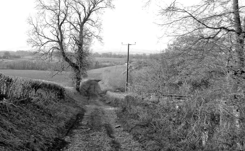 Monochrome Madness |&nbsp;Trees