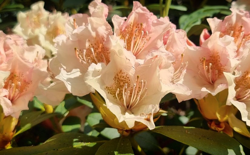 Isabella’s Plantation