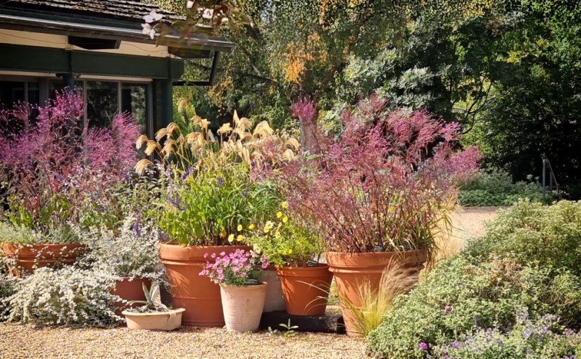 Beth Chatto’s Gravel&nbsp;Garden