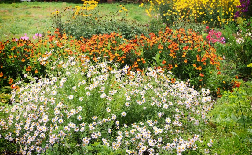 Beth Chatto Reservoir&nbsp;Garden