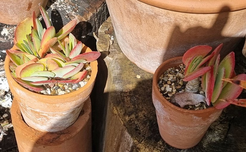 Beth Chatto Scree&nbsp;Garden