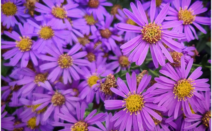 Garden Portrait: RHS&nbsp;Rosemoor